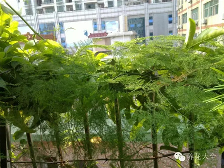 花友養(yǎng)護(hù)技巧分享