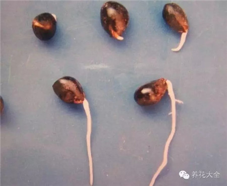 了解種子的特性