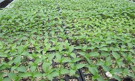 育苗容器的選擇