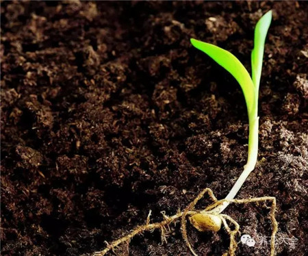 基質(zhì)的選擇