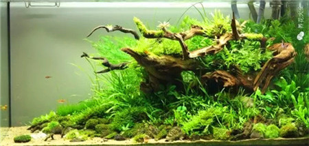水草魚缸