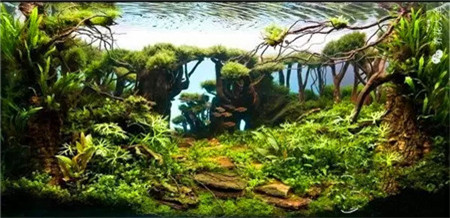 水草魚缸景觀