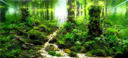 水草魚缸美景