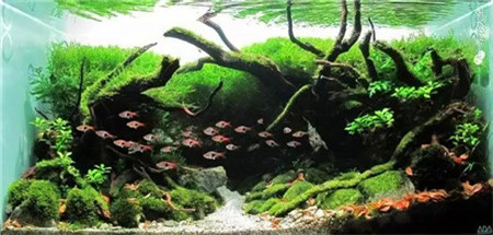 水草魚缸景觀美圖