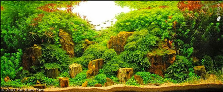 水草魚缸美景圖片