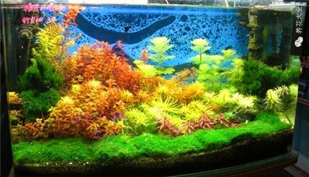 水草魚缸景觀欣賞