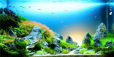 水草魚缸美景美圖欣賞