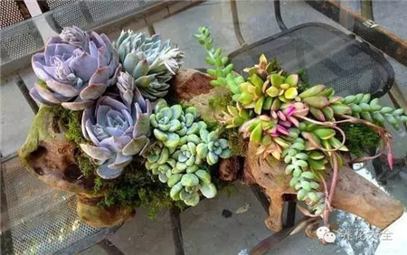 多肉的搭配