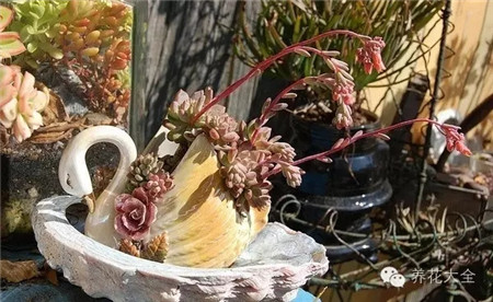 多肉造型——天鵝