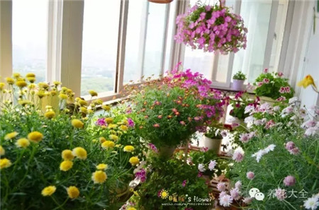 深藍深紫豆豆的花園