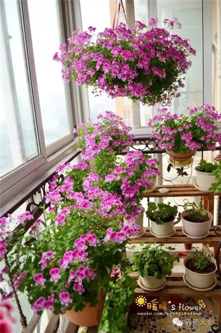 深藍深紫豆豆的室內(nèi)花園