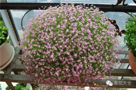 飄窗種草花絢麗多姿