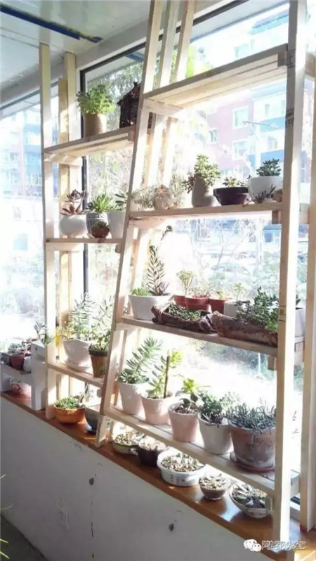 飄窗種多肉萌萌噠