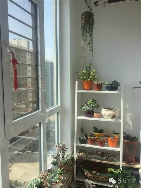 飄窗種多肉萌萌噠