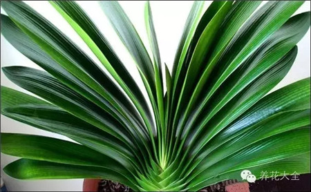 看葉片厚薄均勻度