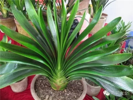 孔雀開屏君子蘭