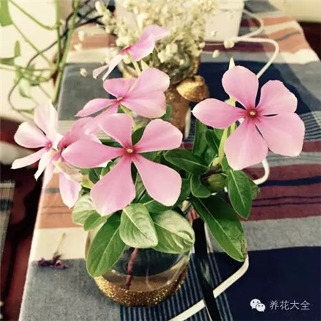 長(zhǎng)春花