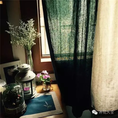 長(zhǎng)春花圖片