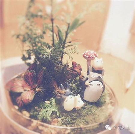 苔蘚微景觀圖片