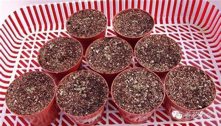 矮牽牛發(fā)芽