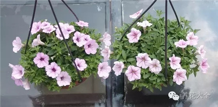 矮牽牛開(kāi)花