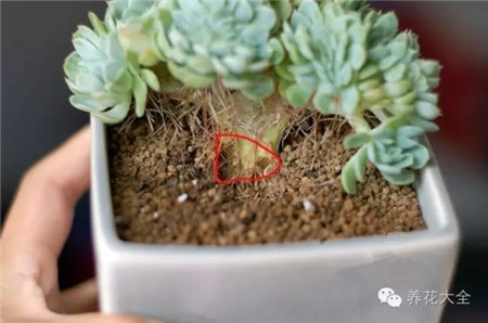 綴化/扁化/帶化