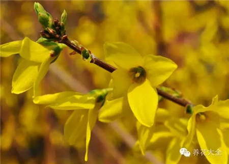 連翹花：四瓣