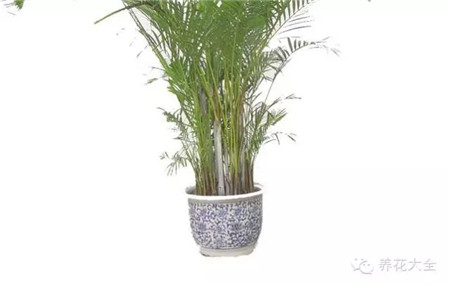 散尾葵莖稈：無竹節(jié)