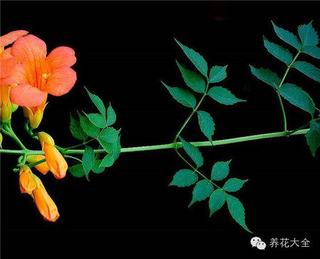 凌霄葉：復(fù)葉