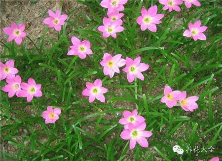 韭蘭葉：扁平狀