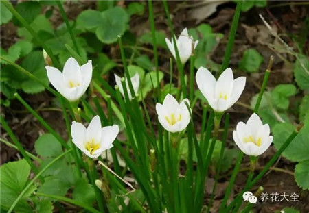 蔥蘭葉：圓形狀