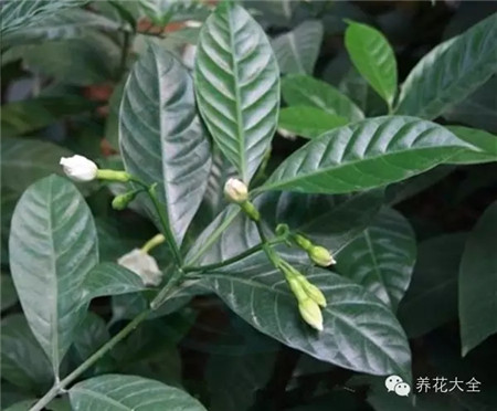 狗牙花葉子：對(duì)