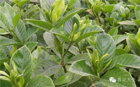 梔子花葉：對(duì)生、輪生