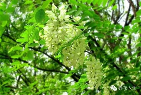 國槐花：黃綠色