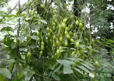 國槐果實(shí)：念珠狀