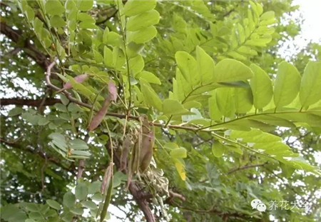 刺槐果實(shí)：莢果