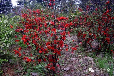 貼梗海棠：灌木