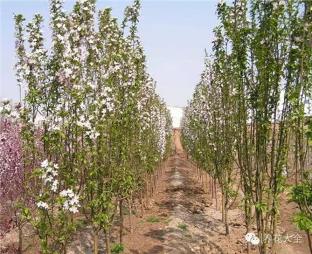 西府海棠：枝條向上懷抱