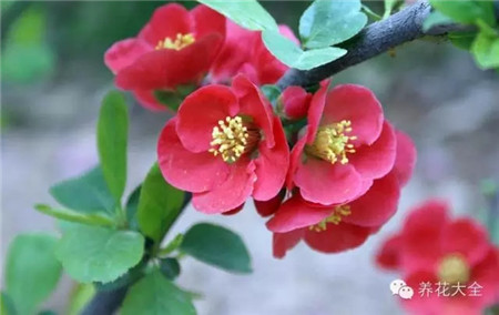 貼梗海棠花：無花柄