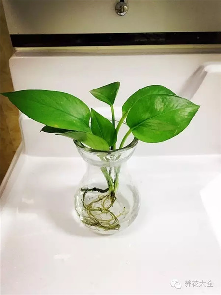 正?，F(xiàn)象