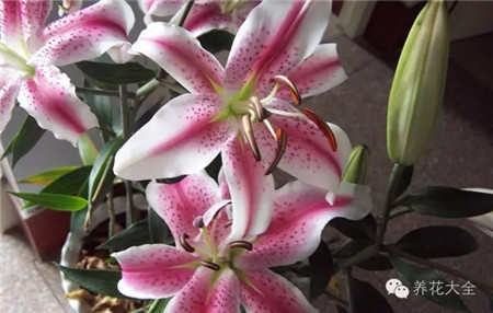 一、百合鱗片葉插