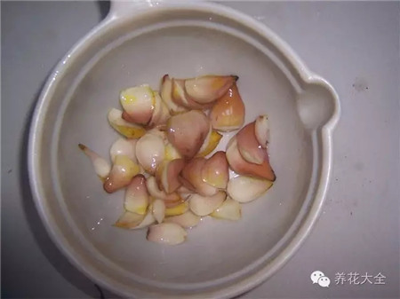 摘下種球上比較肥厚的鱗片