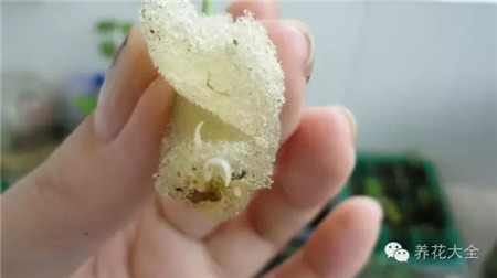 摘取健康的葉片