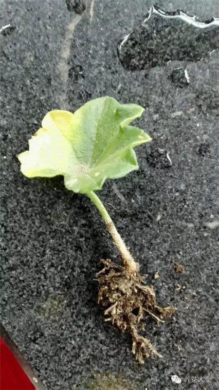 將葉片種進(jìn)去