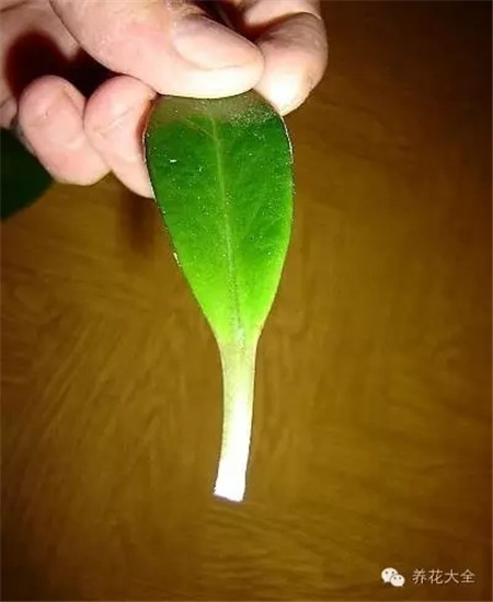 剪取健壯成熟的葉片