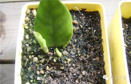 長(zhǎng)出新芽