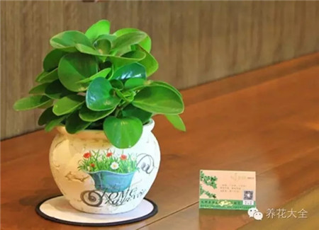 四、豆瓣綠葉插