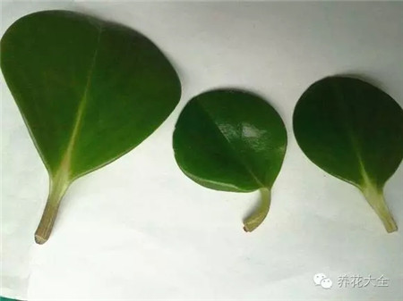 選擇豆瓣綠枝干中下部比較強(qiáng)壯的葉子