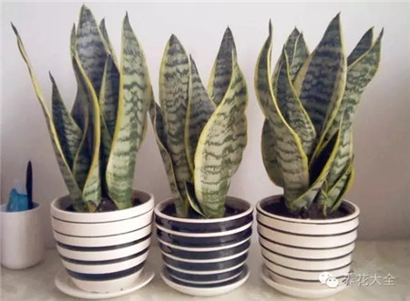 五、虎尾蘭葉插