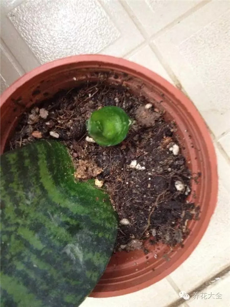 金邊虎尾蘭葉插